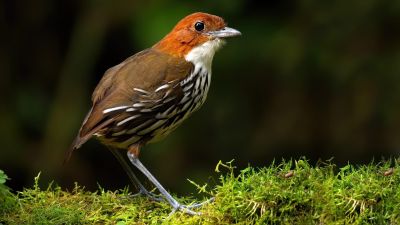 J9: Les oiseaux de Rio Blanco