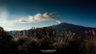 J9: Ornithologie dans le Paramo del Ruiz