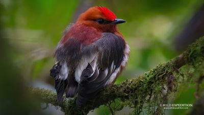 J11 et J12: Parc naturel national de Tatamá
