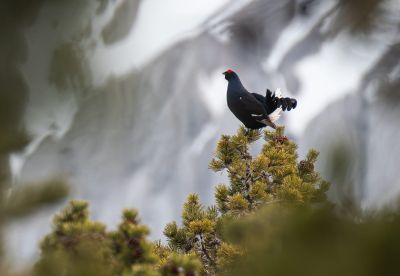 Jours 2 et 3 : Massif Bornes-Aravis