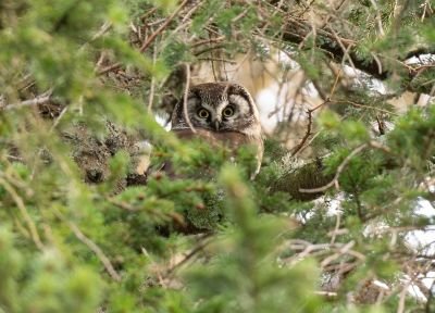 Chouette de Tengmalm