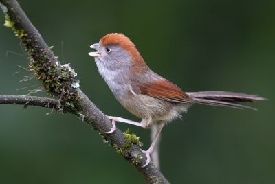 Paradoxornis à gorge cendré