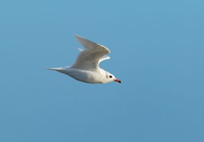Mouette mélanocéphale