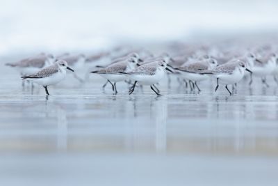 Becasseau sanderling