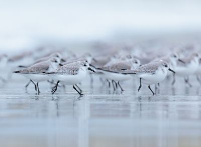 Becasseau sanderling