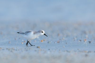 Becasseau sanderling