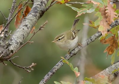 Pouillot à grands sourcils