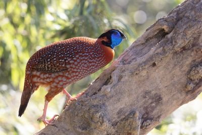 Tragopan de Temminck