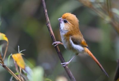 Paradoxornis de Verreaux