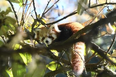 Panda roux