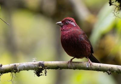 Roselin vineux
