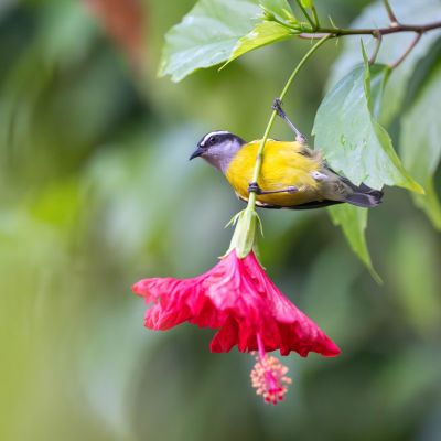 Sucrier à ventre jaune