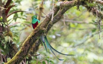 Quetzal resplendissant