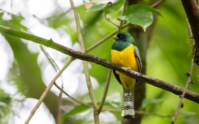 Trogon de Cabanis