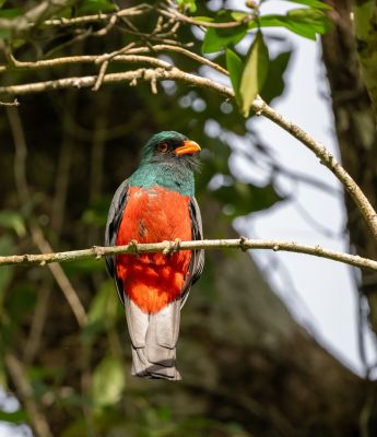 Trogon de Masséna