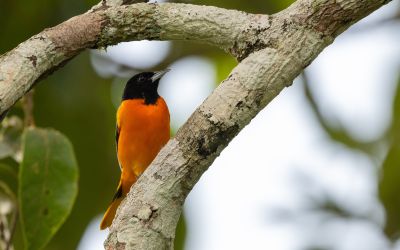 Oriole de Baltimore