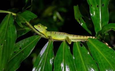 Basiliscus plumifrons