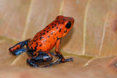 Oophaga pumilio