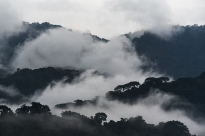 Forêt nuageuse