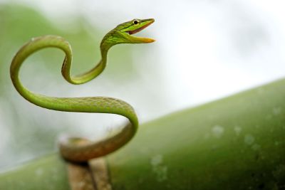 Oxybelis brevirostris