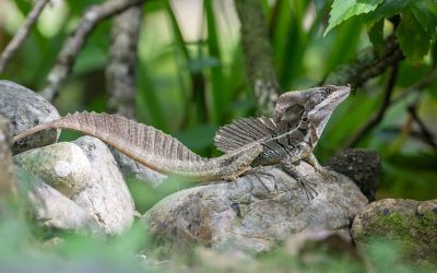Basiliscus vittatus