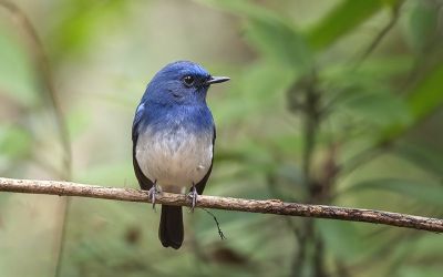 Gobemouche bleu de Hainan