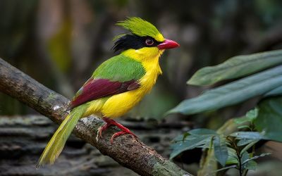 Pirolle à ventre jaune