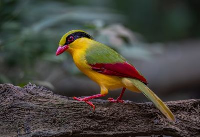 Pirolle à ventre jaune