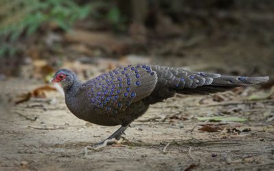Éperonnier de Germain