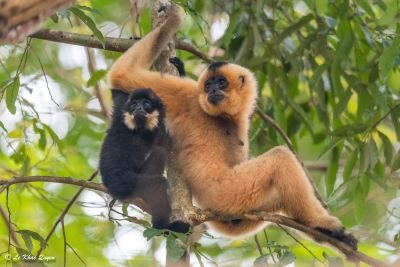 Gibbon à joues jaunes