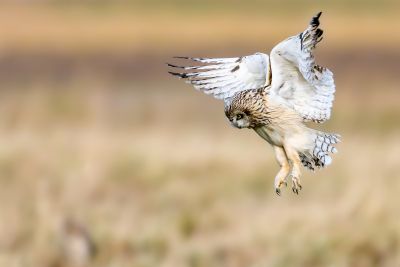 Hibou des marais