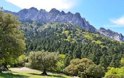Jour 3  : Parc national de la Sierra de las Nieves autour de Ronda