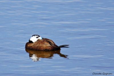 Erismature à tête blanche