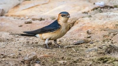 Hirondelle rousseline