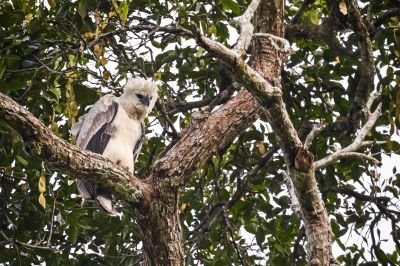 JOURS 10 à 13: Harpie féroce et avifaune de Mesetas