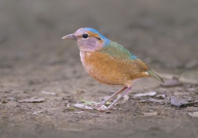 Brève à dos bleue