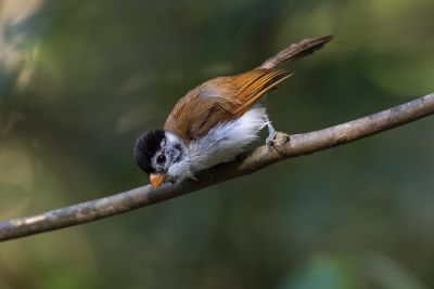 Paradoxornis à calotte noire
