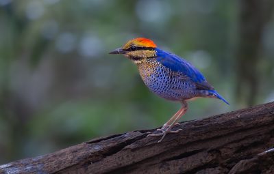 Brève bleue