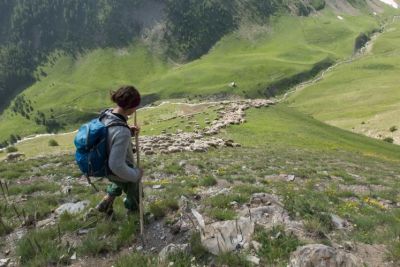 Le berger guide son troupeau dans l'alpage, séjour dans le Champsaur, Alpes du Sud