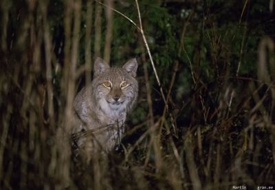 Lynx boréal