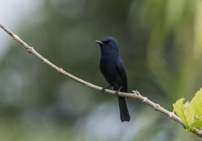 Monarque de Biak