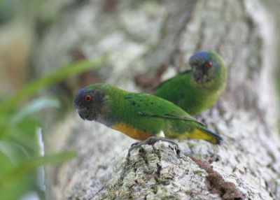 Micropsitte de Geelvink