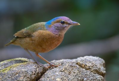 Brève à dos bleu