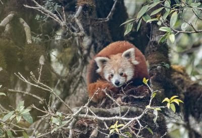 Panda roux