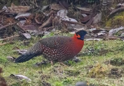 Tragopan satyr