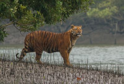 Tigre du Bengale