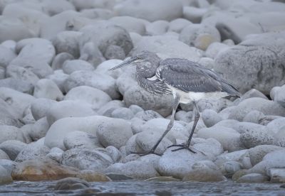 Jour 11 à 13 : Parc national de Namdapha