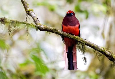 Trogon de Ward