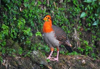 Tragopan de Blyth
