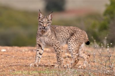 Lynx pardelle